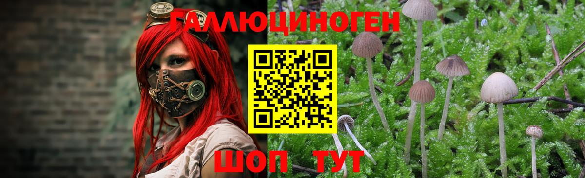 Гатчина  Псилоцибиновые грибы Psilocybe  Галлюциногенные грибы мухоморы  хочу   Вход с VPN 